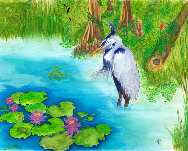 Op de afbeelding: Een kleurpotloodtekening van een grote blauwe reiger die in een felblauwe vijver staat. De sc&egrave;ne bevat levendige groene leliebladeren, roze waterlelies, een kleine groene kikker en een weelderige moerassige achtergrond met bomen.