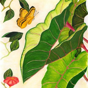 Puede incluir: Una ilustraci&oacute;n bot&aacute;nica que muestra grandes hojas de color verde vibrante con venas rosadas prominentes, dos peque&ntilde;as flores rojas en tallos delgados y una mariposa amarilla con alas de bordes negros. La obra est&aacute; firmada con las iniciales RLB.