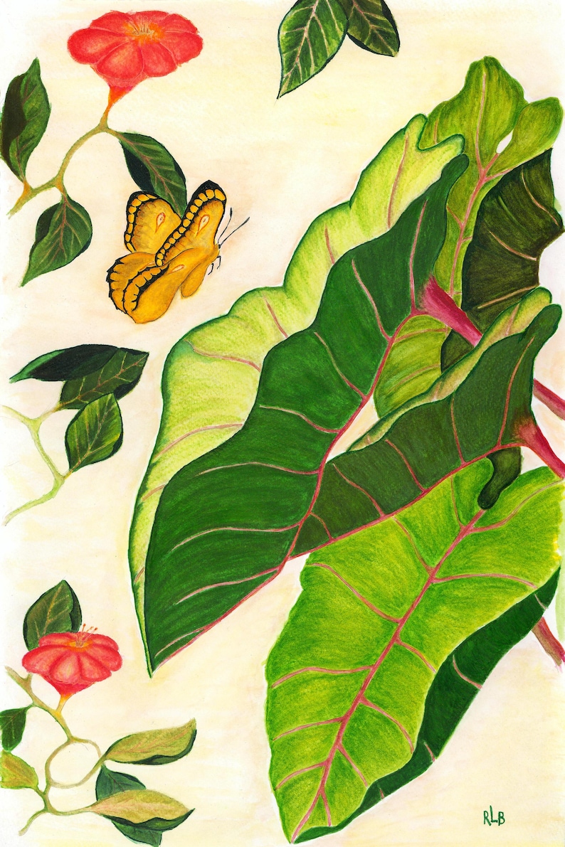 Puede incluir: Una ilustraci&oacute;n bot&aacute;nica que muestra grandes hojas de color verde vibrante con venas rosadas prominentes, dos peque&ntilde;as flores rojas en tallos delgados y una mariposa amarilla con alas de bordes negros. La obra est&aacute; firmada con las iniciales RLB.
