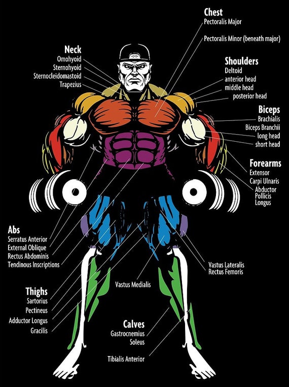 Male Chest Muscles Labeled Educational Medical Chart Thick Paper
