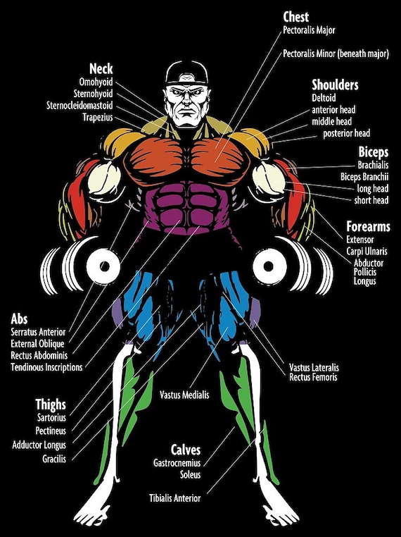 Male Chest Muscles Labeled Educational Medical Chart Thick Paper