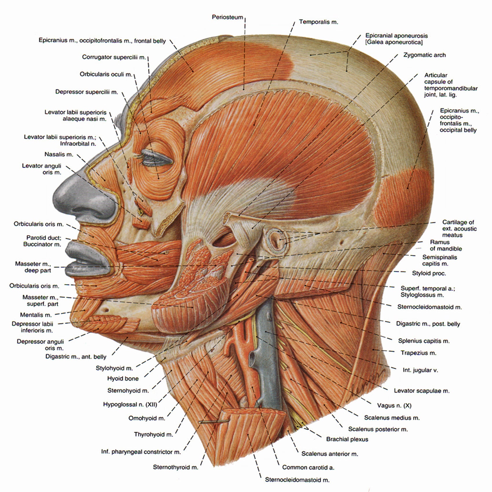 Lateral View Of The Facial Muscles Poster Muscles Of Facial Expression Lateral View Poster