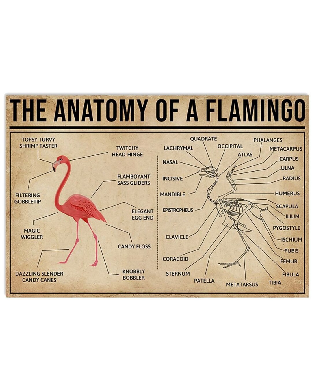 The Anatomy Of A Flamingo Horizontal Poster Etsy The Anatomy Of A Flamingo Horizontal Poster Etsy