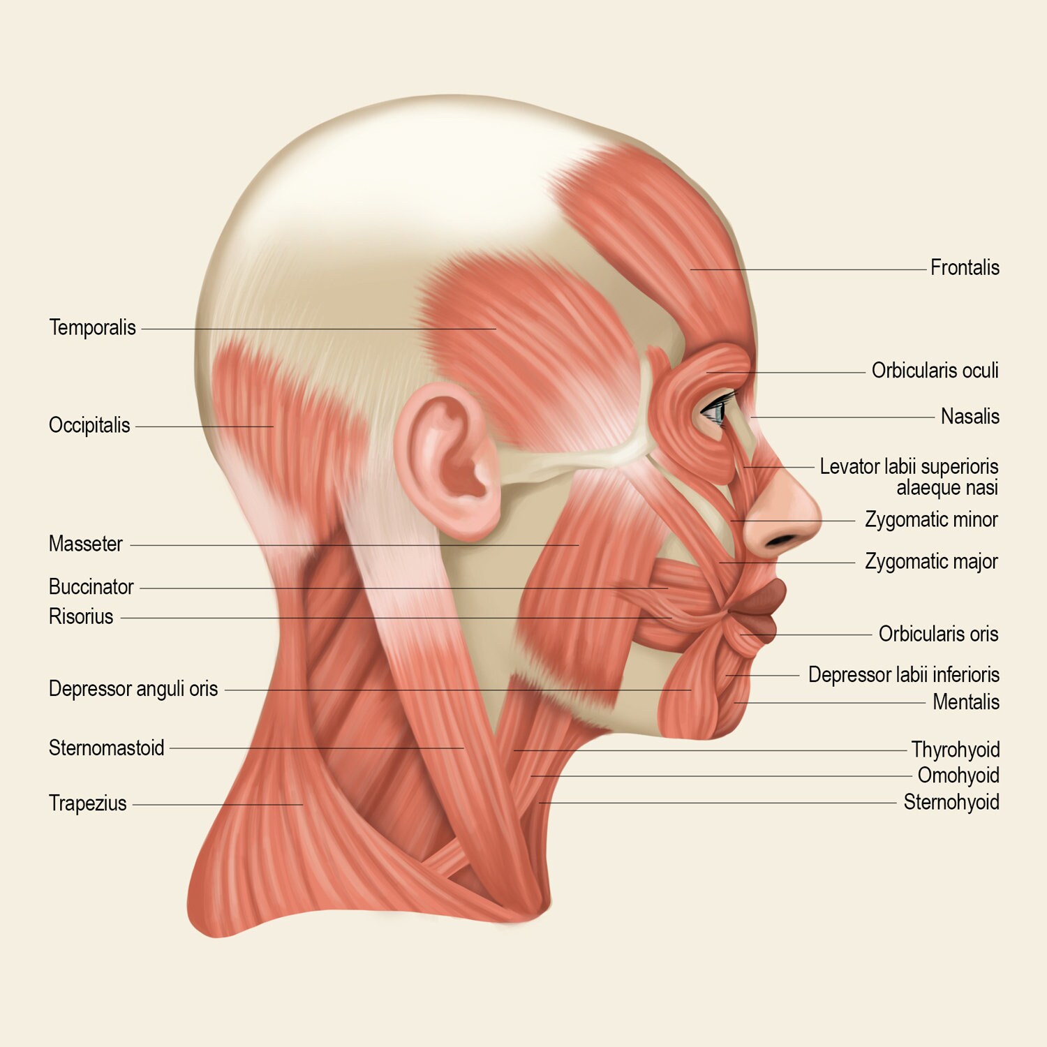 Muscles of the Head and Neck Poster 2, for Classroom, Study Room, Spa