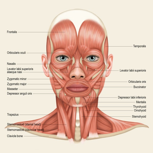 Poster 1 Muscles de la tête et du cou, Posters sur les muscles, Poster sur l'anatomie, Pour la salle de classe, Salle d'étude, Spa