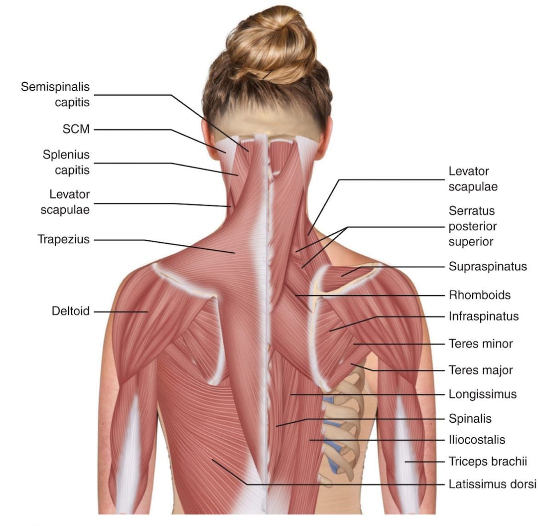 The Neck Muscles May Be Divided Into Four Major Structural Groups 1