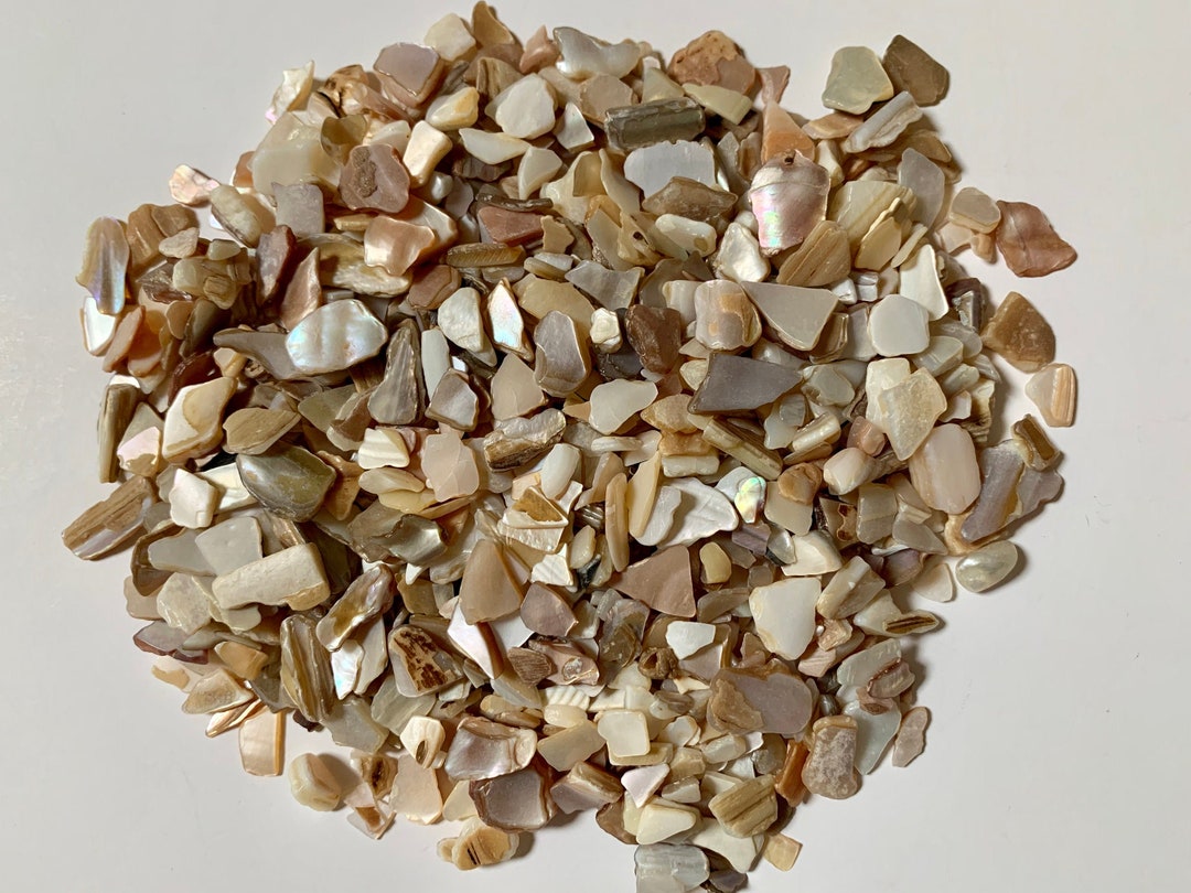 Crushed Sea Shells: Natural Beige Craft Vase Decor (11oz) - Etsy