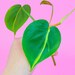 Martha Schultz reviewed Philodendron Brasil Cutting - UNROOTED Philodendron Cutting - LIVE Plant BRASIL Philodendron - One Cutting