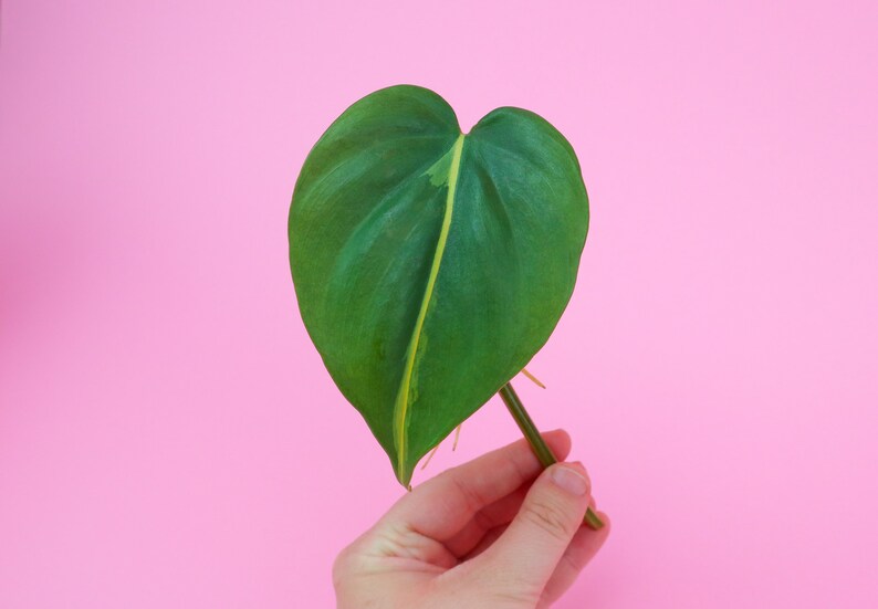 Philodendron Brasil Cutting  UNROOTED Philodendron Cutting  image 5