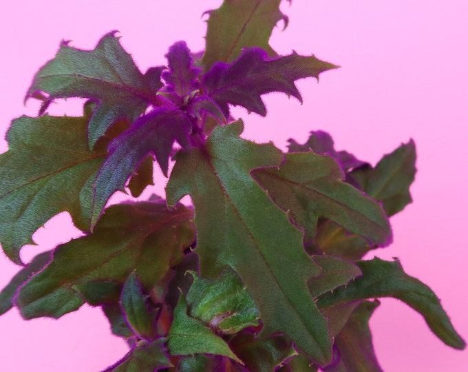 Purple Passion Plant Gynura Aurantiaca 2 Pot Small Etsy