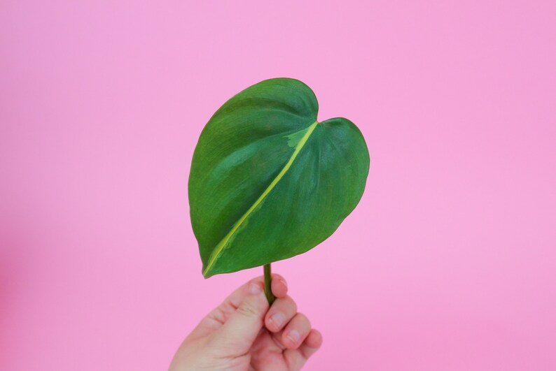 Philodendron Brasil Cutting  UNROOTED Philodendron Cutting  image 4