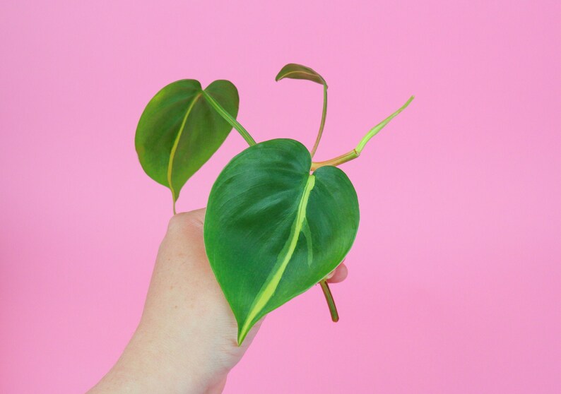 Philodendron Brasil Cutting  UNROOTED Philodendron Cutting  image 1