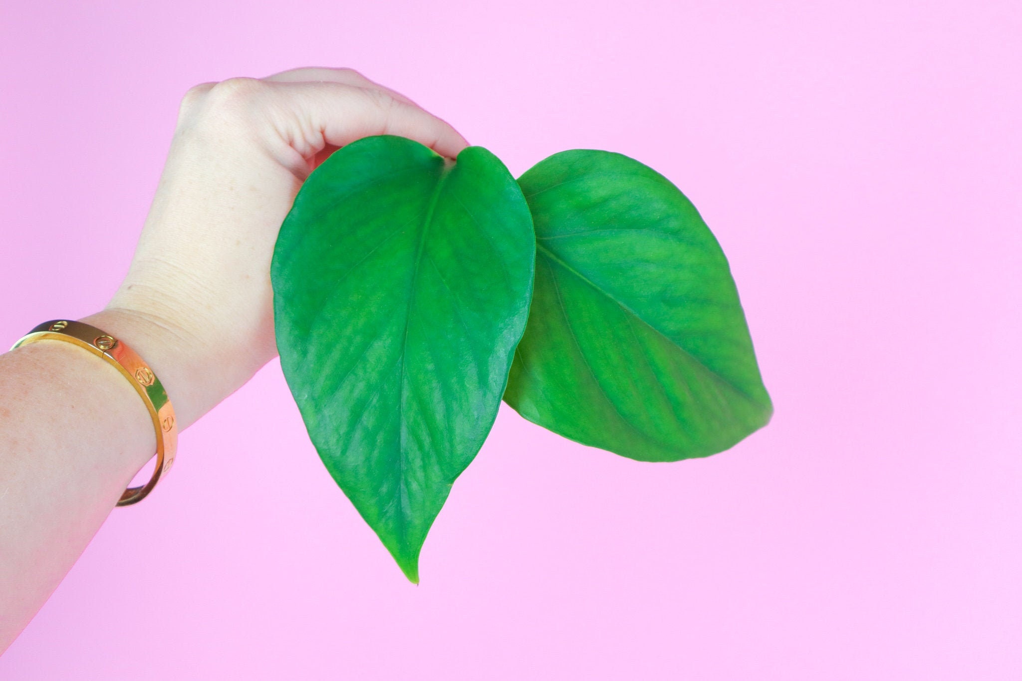 Jade Pothos CUTTING - Epipremnum Aureum - UNROOTED Jade Green Pothos …