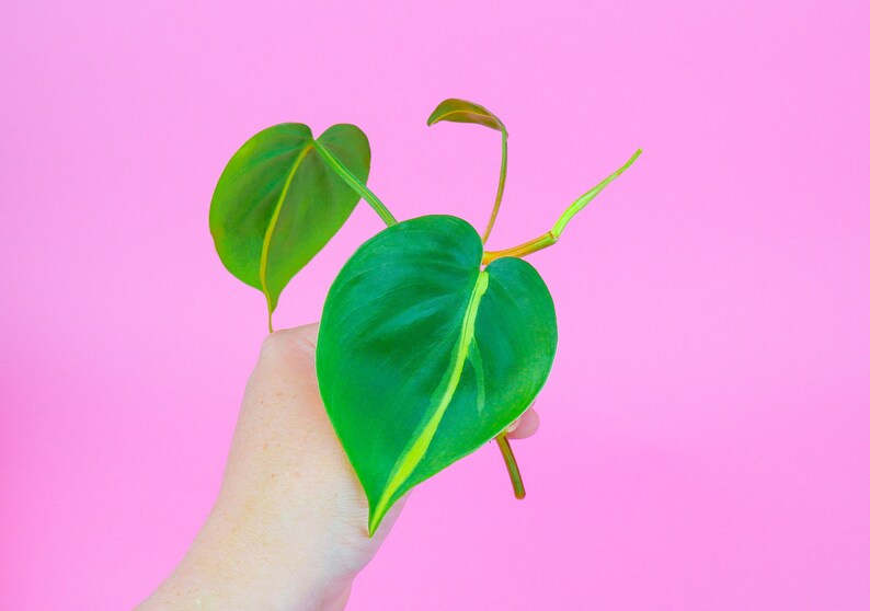 Philodendron Brasil Cutting  UNROOTED Philodendron Cutting  image 0