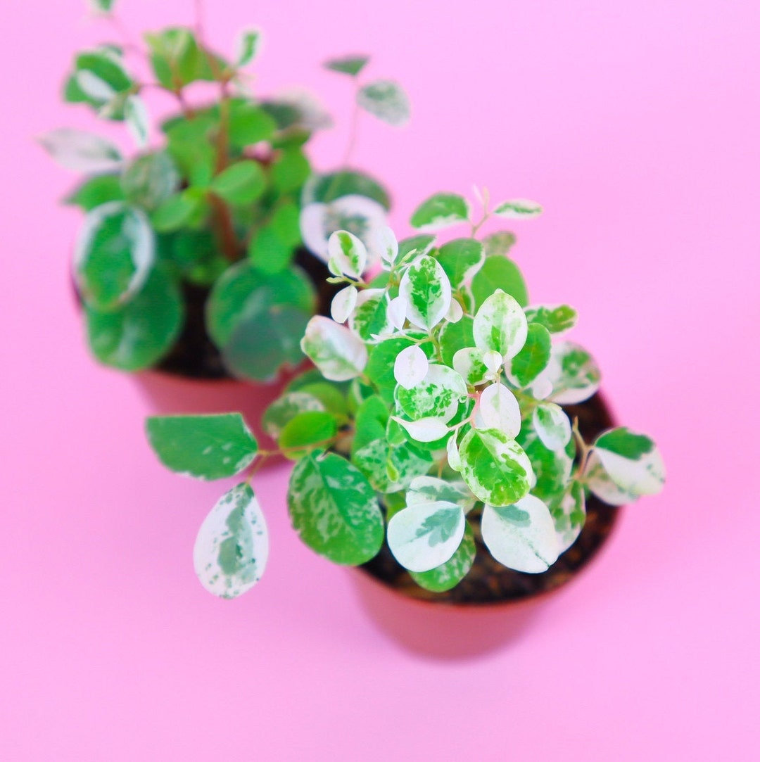 Hawaiian Snow Bush Houseplant Breynia Nivosa 2 Potted Etsy