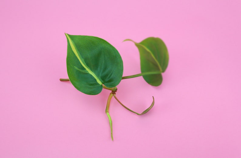 Philodendron Brasil Cutting  UNROOTED Philodendron Cutting  image 2