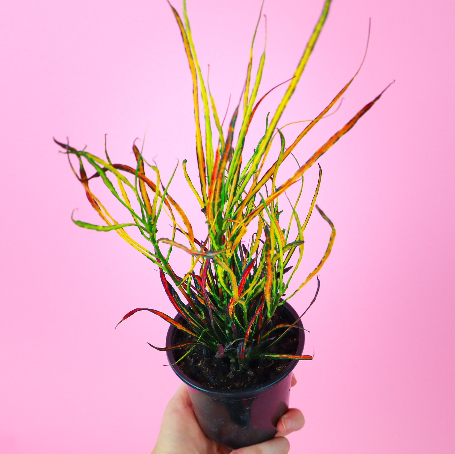 Picasso Croton 4 Pot Picasso's Paintbrush Croton Etsy