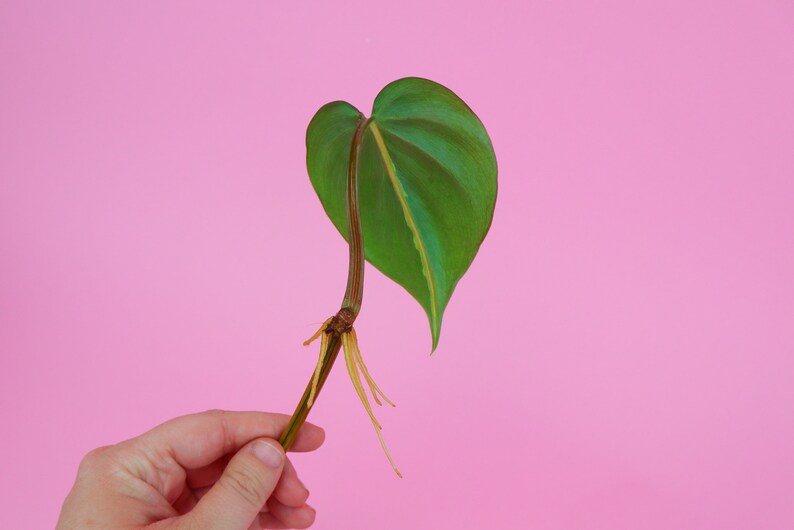 Philodendron Brasil Cutting  UNROOTED Philodendron Cutting  image 3