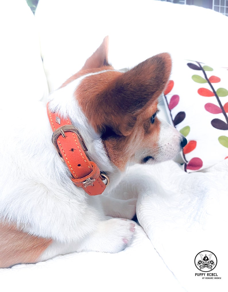 Personalized Luxury Leather Dog Collar Orange Dog Collar Etsy