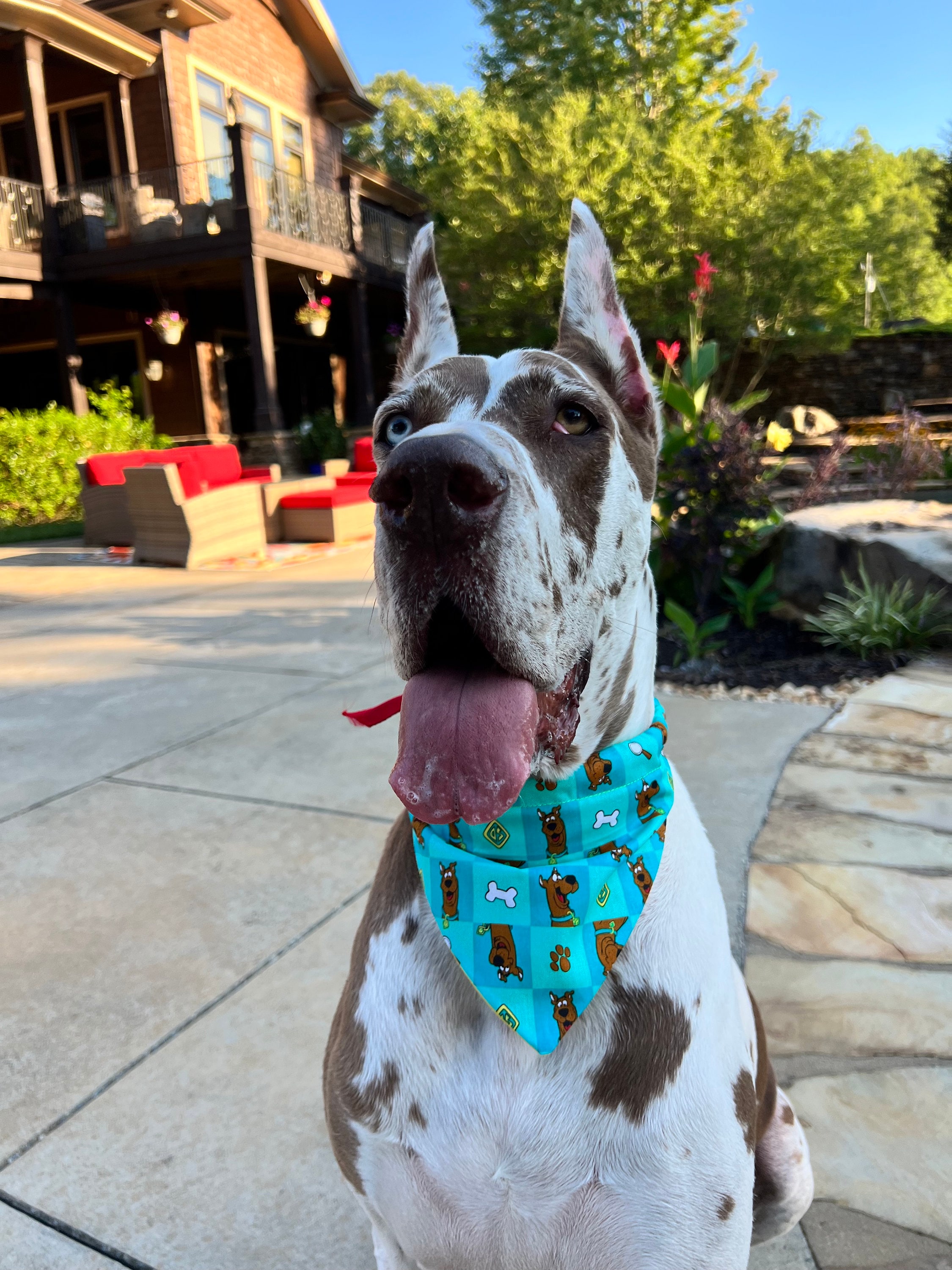 Great dane bandana hotsell