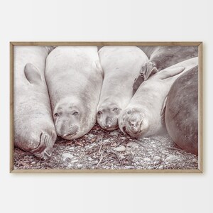 Highway 1, California Seals, Beach Art, Coastal decor, Wildlife Photography, Animal Print, Printable Wall Art.