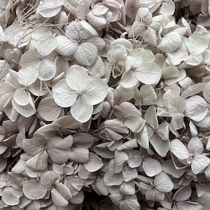 Preserved Hydrangea | Dried & Everlasting | flower arrangement | Resin Decor | Handcraft | Wedding | Birthday | Cake toppings | Cloudy Grey