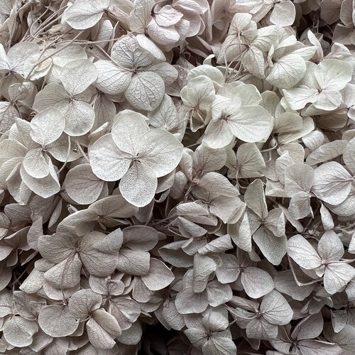 Preserved Hydrangea | Dried & Everlasting | flower arrangement | Resin Decor | Handcraft | Wedding | Birthday | Cake toppings | Cloudy Grey