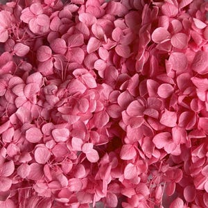 Preserved Hydrangea | Dried & Everlasting | flower arrangement | Resin Decor | Handcraft | Wedding | Birthday | Cake topping | Deep Pink