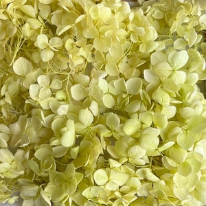 Hydrangea preserved Flower | Dried & Everlasting flower | Bouquet | Wedding | Birthday | Cake toppings | Decoration | Resin | Soft Green