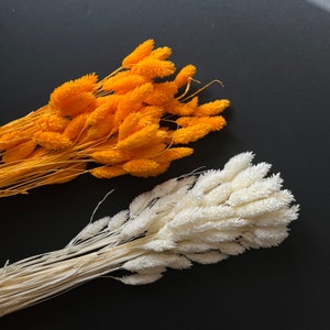 May include: Two bunches of dried flowers, one in a bright orange colour and the other in a soft white colour. The flowers are fluffy and have a feathery texture.
