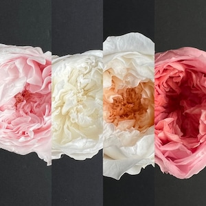 SINGLE PIECE Preserved Austin English Rose | 4-5cm | Dried & Everlasting | Bouquet | Wedding | Cake toppings | Garden Rose | Standard | Pink
