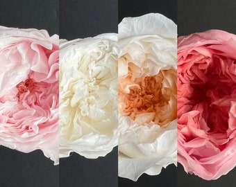 SINGLE PIECE Preserved Austin English Rose | 4-5cm | Dried & Everlasting | Bouquet | Wedding | Cake toppings | Garden Rose | Standard | Pink