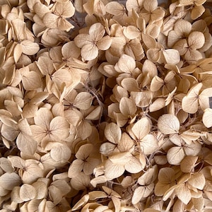 Preserved Hydrangea | Dried & Everlasting | flower arrangement | Resin Decor | Handcraft | Wedding | Birthday | Cake toppings | Khaki