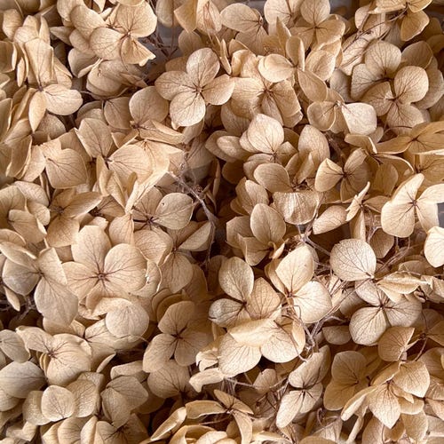 Preserved Hydrangea | Dried & Everlasting | flower arrangement | Resin Decor | Handcraft | Wedding | Birthday | Cake toppings | Khaki
