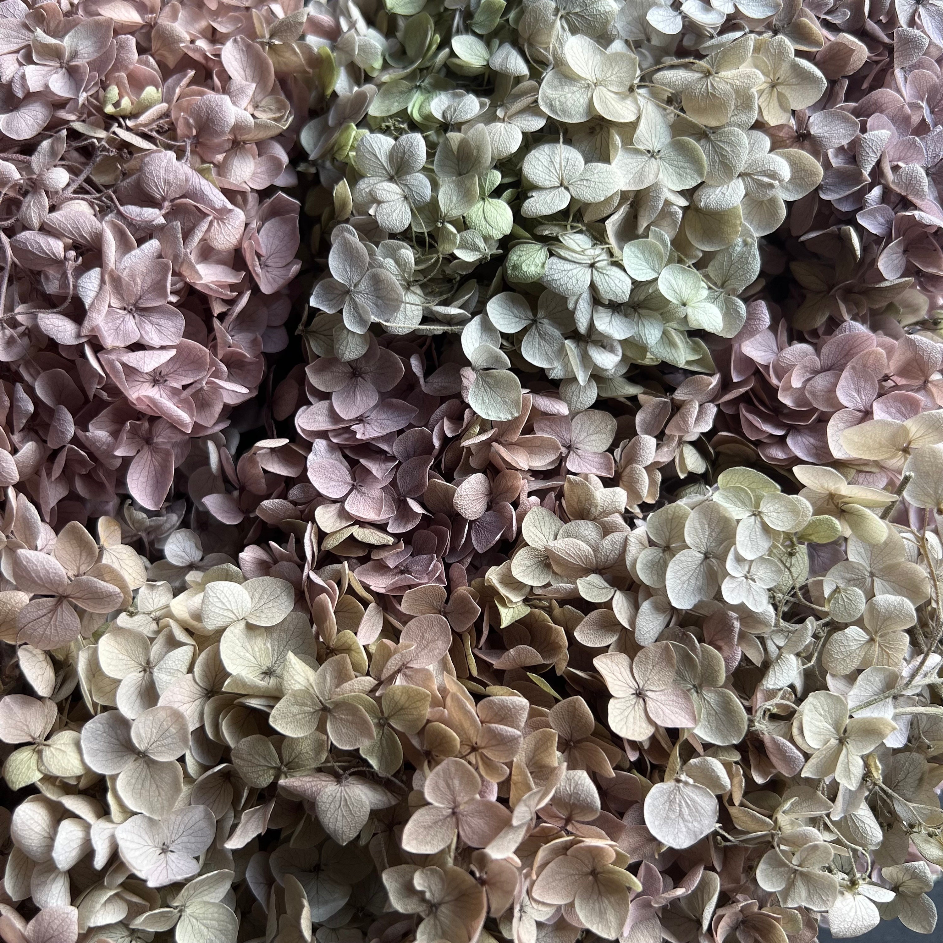 1 Box Natural Dried Hydrangea Flowers Immortal Flowers DIY Craft