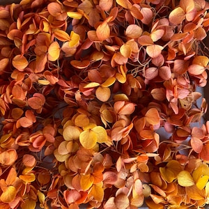 Peut inclure: Fleurs d'hortensia séchées dans des tons d'orange et de jaune. Les fleurs sont disposées en une couche plate, montrant la texture délicate des pétales.