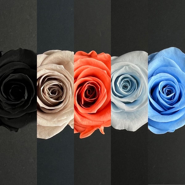 SINGLE PIECE 6 colours Medium Preserved Rose Head | 3-4cm | Dried & Everlasting | Bouquet | Wedding | Cake toppings | Rose