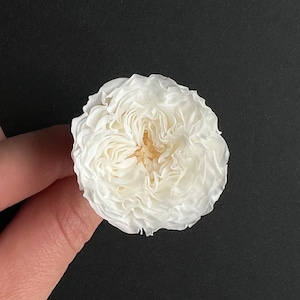 SINGLE PIECE Rose Head | 6 colours Small Preserved Austin | 3cm English Rose | Dried & Everlasting | Bouquet | Wedding | Cake toppings