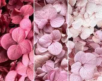 30 Colores Flor de Hortensia Conservada / Seca y Eterna / arreglo floral / Artesanía / Boda / Cumpleaños / Coberturas de pastel / Resina