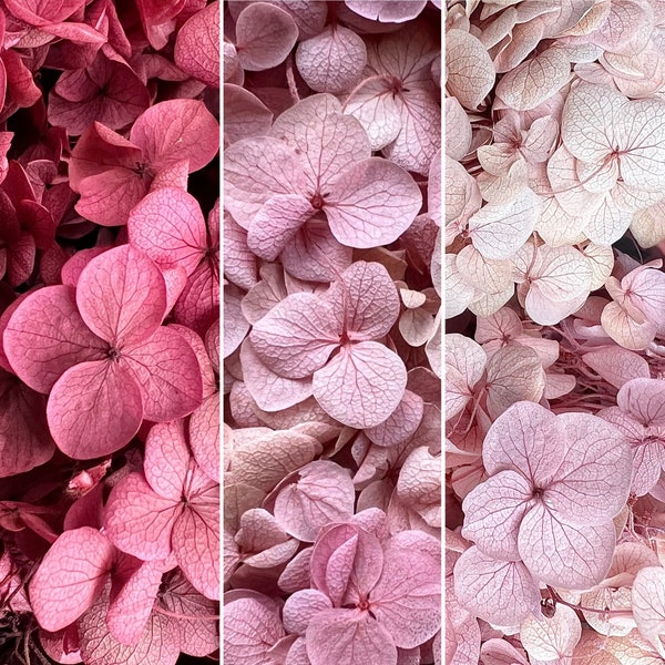 30 Colours Preserved Hydrangea Flower | Dried & Everlasting | flower arrangement | Handcraft | Wedding | Birthday | Cake toppings | Resin