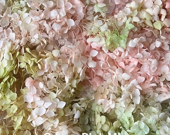 Hydrangea preserved Flower | Dried & Everlasting flower | Bouquet | Wedding | Birthday | Cake toppings | Decoration | Resin | Green Pink Mix