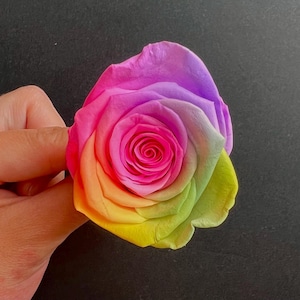 SINGLE PIECE | Large Preserved Single Rose Head | 4-5cm | Dried & Everlasting | Bouquet | Wedding | Cake toppings | Rainbow | Neon