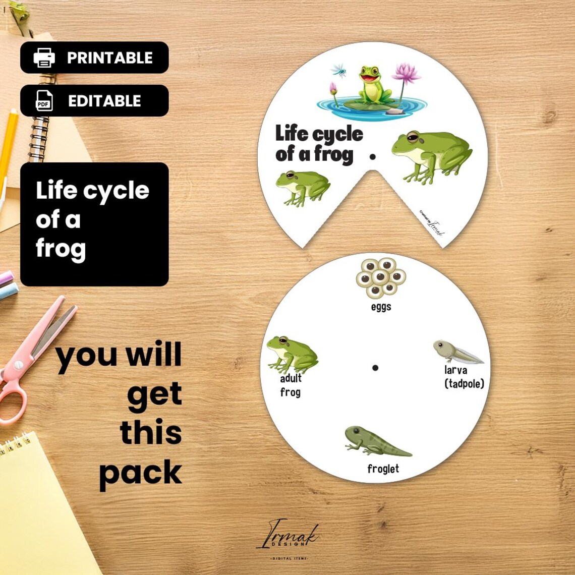 LIFE CYCLE of a FROG Wheel Printable | Home Print | Preschool Activity ...