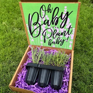 Lavender Baby Plantz, Choose 3 Varieties, Live Lavender Plants! Free Shipping Continental US!