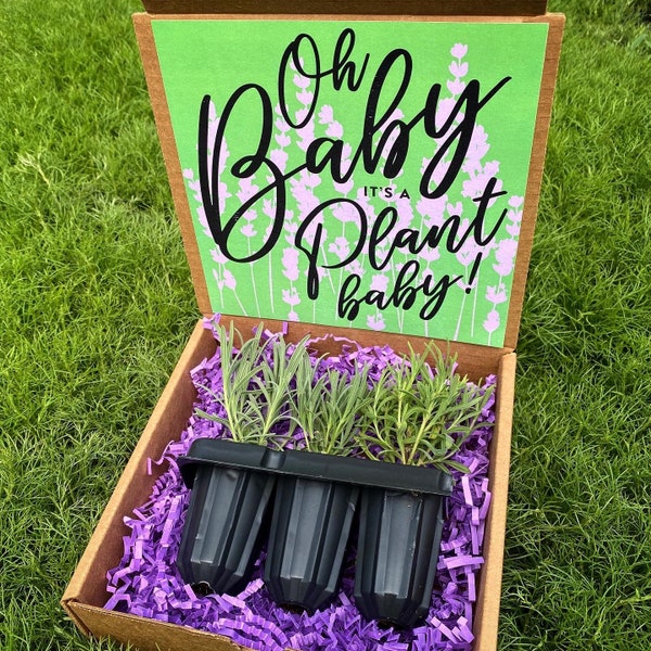 Lavender Baby Plantz, Choose 3 Varieties, Live Lavender Plants! Free Shipping Continental US!