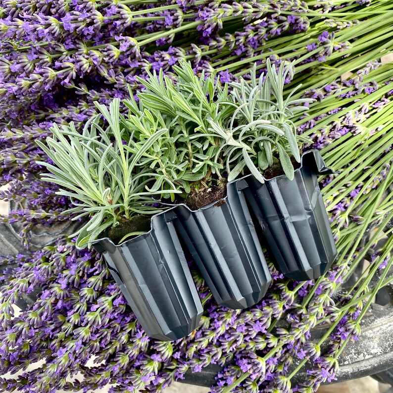 Lavender Baby Plantz Choose 3 Varieties Live Lavender Etsy