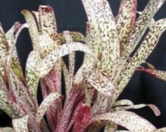 Colorful Leaves - Bromeliad Billbergia 'Casa Blanca'