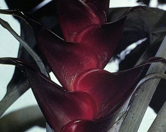 Exotic Heliconia Caribaea Lamarck CV. 'Black Magic'