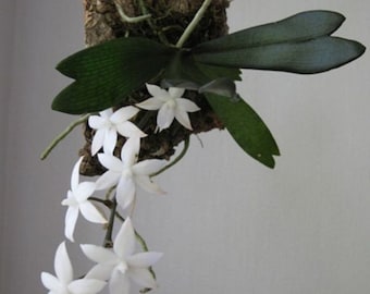 RARE - Aerangis biloba Orchid