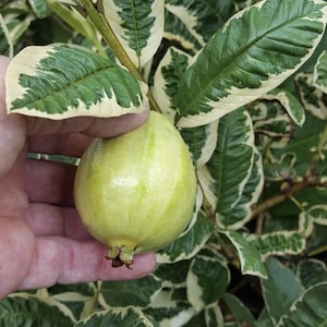Exotic Variegated Thai Guava Tree - Grafted Tree - 3-gallon pot size